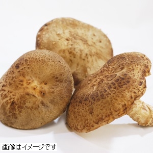 長崎産他　生椎茸 1パック